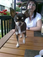 /album/vasi-nasi-psi-/nase-cokoladka-se-svoji-panickou-jpg-jpg/